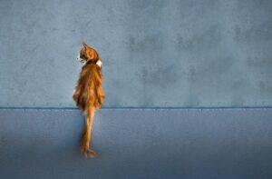 Read more about the article Animal Photo of the Day 5/24/2021