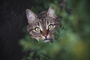 Read more about the article Animal Photo of the Day 2/27/2022