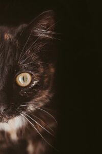 Read more about the article Animal Photo of the Day 6/13/2022