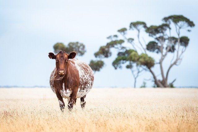 Read more about the article Animal Photo of the Day 10/19/22